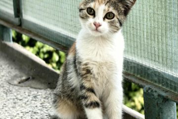 SUZA_jun25