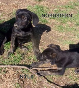 Nordstern_Nyla_Aug25