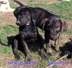 Navarro_Nordstern_aug25