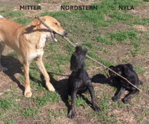 Nordstern_Nyla_Mitter_25