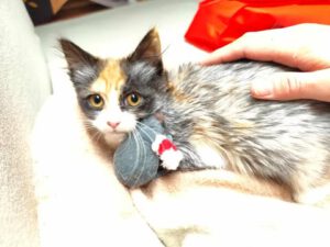 PIXIE_22.05.20PEPPER_22.05.2025