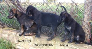 Navarro_Nordstern_Nyla_aug25