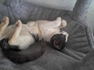 Pantau_01.04.2025