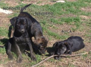 Navarro_Nordstern_Nyla_aug25