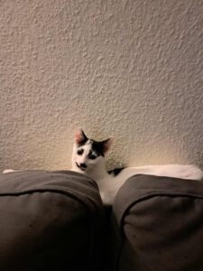 LUCIENNA_01.08.2025