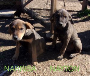 Narissa_Nayton_Aug25