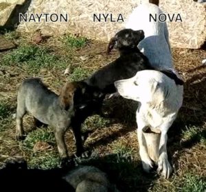 Nayton_Nyla_25nova_24