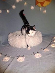 PAULA_2023