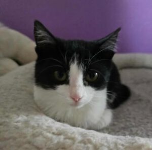 MILO