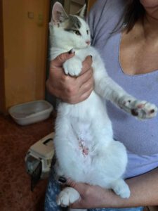 IVET_18.04.2025