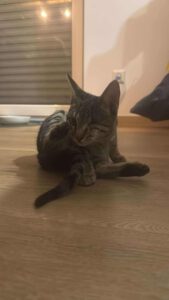 KARAMELL_20.04.2025