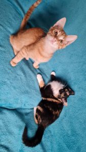 ROY & Riana_01.08.2025