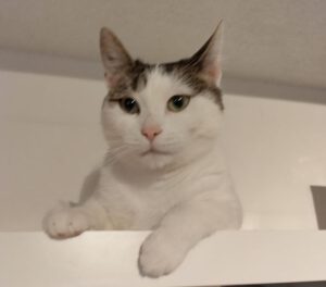 Naida_2022