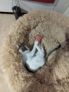 MIZI_01.08.2025
