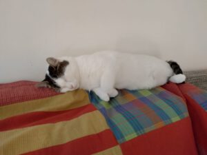 Naida_2022