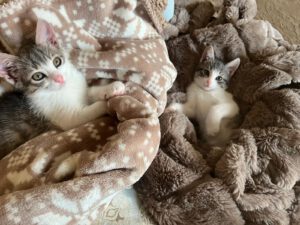 Khitty_Nubi_jul25