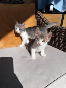 Khitty_Nubi_jul25