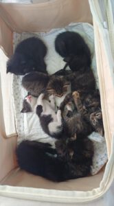 R_Kitten_15.08.2025