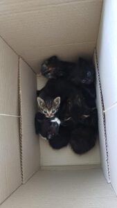 R_Kitten_15.08.2025