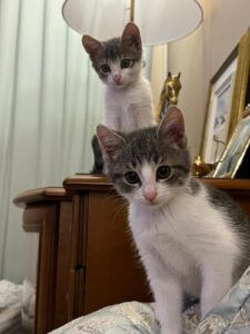 Khitty_Nubi_jul25
