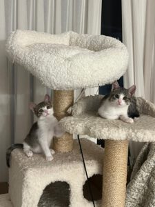 Khitty_Nubi_jul25
