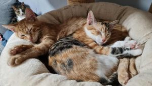 ROY & Riana_01.08.2025