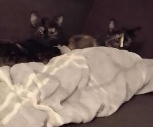 KATHI_2023_KiTTI_2024