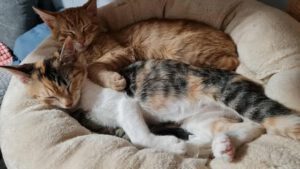 ROY & Riana_01.08.2025