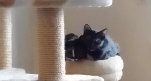 kathi_2023_kitti_2024