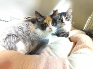Pepper & Pixie_22.05.2025