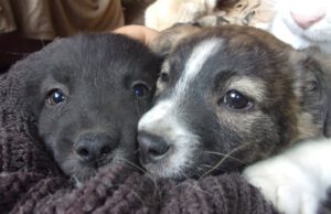 PASTASHIO_PORSHA_aug25