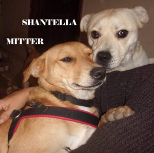Mitter_jan25_Shantelle_Apr22