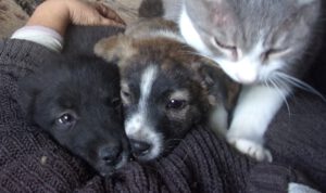 PASTASHIO_PORSHA_aug25