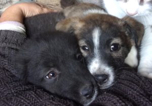 PASTASHIO_PORSHA_aug25