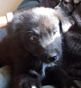 KODAK Digital Still Camera