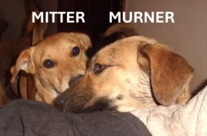 Mitter_Murner_jan25