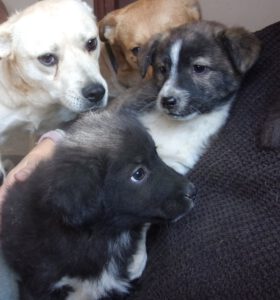 PASTASHIO_PORSHA_aug25