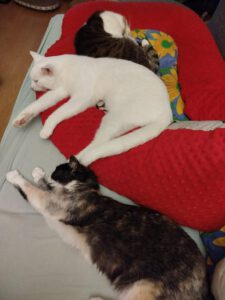 583199039_1473461330411133_1599790394659845417_n