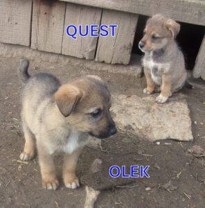 Olek_Sep25_Quest_Okt25