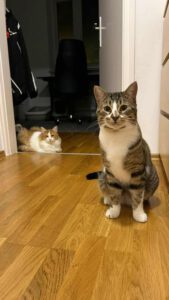 Tommi_11.03.24_Orlin_20.06.2024