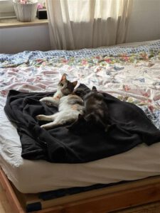 natto_nooch_01.06.2025