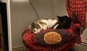 natto_nooch_01.06.2025