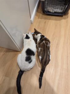 Fuchur_Mushu_2022/2023