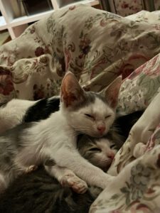 Bubble_Boo_Bodhi_juni/juli25