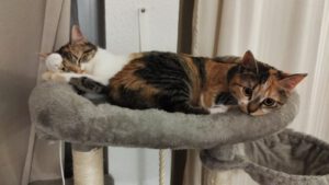 LUNNA_22.05.2025_Mayya_01.05.2024