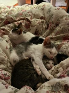 Bubble_Boo_Bodhi_juni/juli25