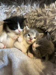 fridolin_fiona_feivel_03.10.2025