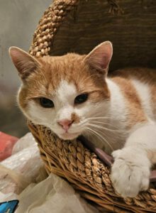 RustyRocco_01.05.2024