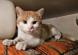 RustyRocco_01.05.2024