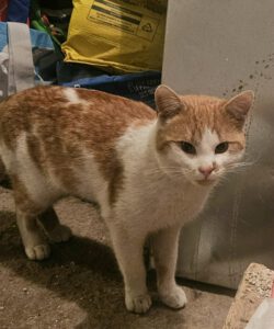 RustyRocco_01.05.2024